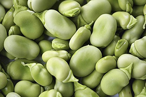 BEAN, FAVA WINDSOR BUSH, HEIRLOOM, ORGANIC 100 + SEEDS, NON-GMO, BUTTERY N HEALTY BEANS BEAN, FAVA WINDSOR BUSH, HEIRLOOM, ORGANIC 100 + SEEDS, NON-GMO, BUTTERY N HEALTY BEANS