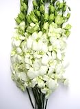 Gifts for Her - Fresh Cut White Dendrobium Orchids Flowers