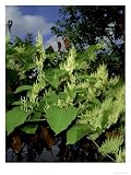 Japanese Knotweed, Reynoutria Japonica Photographic Poster Print by Geoff Kidd, 48x64