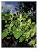 Japanese Knotweed, Reynoutria Japonica Photographic Poster Print by Geoff Kidd, 36x48