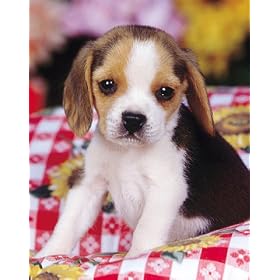 Beagle Pup by Ron Kimball poster print,16 in. x 20 in.