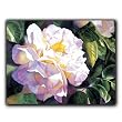 Rainbow Shadows - Gift Enclosure Cards (set of 12)