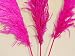 Dried Pampas Grass - Pink Color