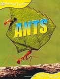 Ants