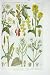 1919 Flowers Barberry Winter Cress Hedge Mustard Plant