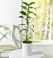 Dendrobium Orchid