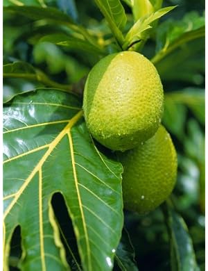 Breadfruit, Taipivai Bay, Nuku Hiva Island, Marquesas Islands Archipelago, French Polynesia Photographic Poster Print by J P De Manne