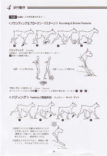 新 絵でみる犬の構成と歩様