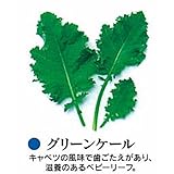ベビーリーフ 種 グリーンケール 小袋（約1dl）