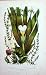 C1870 Anne Pratt Plants Anacharis Frog-Bit Soldier