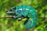Cameleon L'endormi - 24W x 16H - Peel and Stick Wall Decal by Wallmonkeys