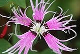 Amazon / Hirts: Seed; Perennial: Bearded Spooky Mix Dianthus - 100 Seeds - Fringed