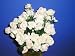 12 Silk Rose Pink and White Bouquet (2 Bouquets)