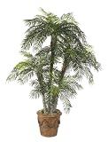 10 &acute; Phoenix Palm Tree Set - B002G8PZ6S