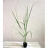 レモングラス3～3.5号ポット 3株セット