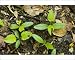 Photographic Prints of Seedlings of ash tree - on forest floor from Ardea Wildlife Pets
