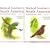 Birds of Northern South America Set: 2 Volume Set