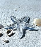 Waterford Cape Collection Starfish 6 1/2in.