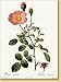 Book Roses