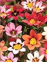 Wand Flower Sparaxis 20 Bulbs