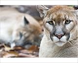 Photographic Prints of Cougar, mountain from Danita Delimont