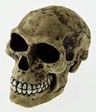from The Emporium Gifts Collectable Novelty Human Skull Money Box / Piggy Bank - 11cm