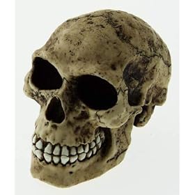 Collectable Novelty Human Skull Money Box / Piggy Bank - 11cm