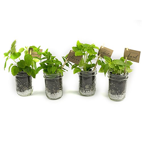 Makerskit Mason Herb Garden Gift Set, Basil/Cilantro/Clover/Parsley