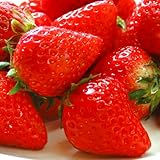 国華園　いちご苗　あまごこち　3株