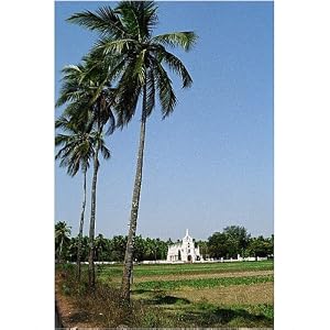 10×8 Photograph (25x20cm) White Christian church in the middle of the fields, Goa, India by Arcaid