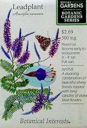 Leadplant Seeds 5 Seeds Botanic Gardens Series