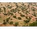 Photographic Prints of Open grazed degraded forest of the rare Argan tree from Ardea Wildlife Pets