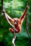Safari LTD Baby Orangutan laminated poster 519q0dVBuQL. SL160 Safari LTD Baby Orangutan laminated poster