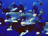 Coral Seas