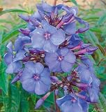 Edelphlox Blue Paradies
