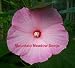 SOUTHERN BELL HIBISCUS 25 SEEDS