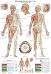 AL110 Erler-Zimmer Lehrtafel K�rperak...