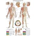 AL110 Erler-Zimmer Lehrtafel K�rperakupunktur, 70x100cm