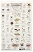 California Coastal Invertebrates (Mac's Guides)