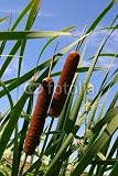 Wallmonkeys Peel and Stick Wall Decals - Cattails - Removable Graphic