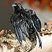 Package of 3 Artificial Black Feather Halloween Flying Crows - 4 3/4