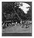 Historic Print (M): Walnuts - shaking walnuts from trees with poles