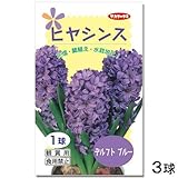 (観葉)ヒヤシンス球根(水栽培向き) 青色(デルフトブルー)(3球セット) 本州・四国限定[生体]