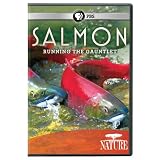 Nature: Salmon
