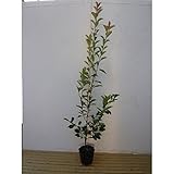 【8本セット】 レッドロビン 樹高1.5m前後 18cmポット ベニカナメモチ ベニカナメ れっどろびん 垣根 生垣用 苗木 植木 苗 庭木 生け垣