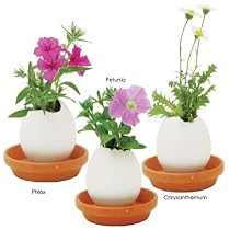 Eggling Plants (set of 3) Flowers: Petunia, Phlox, Chrysanthemum
