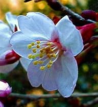 Kojou No Mai Fugi Cherry Tree