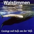 Walstimmen. Ges�nge und Rufe aus der Tiefe. CD