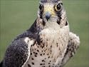 Jigsaw of LANNER FALCON - head facing, both eyes visible from Ardea