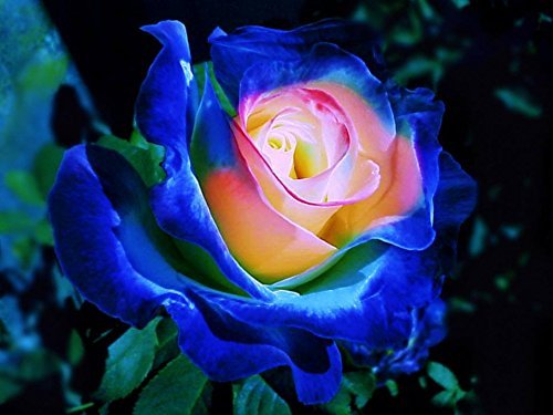 (BPYR Bush419 *Ambizu*) Rare Blue Pink Yellow Rose Bush Flower Seeds, Professional Pack, 50 Seeds / Pack, Light Fragrant Garden Flowers